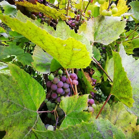 Вилла Sielsko I Zacisznie