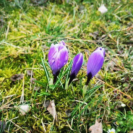 Sielsko I Zacisznie Элк