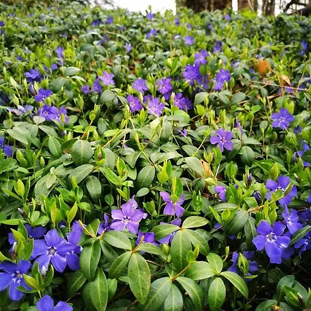 Sielsko I Zacisznie Вилла