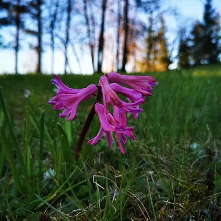 Sielsko I Zacisznie Villa