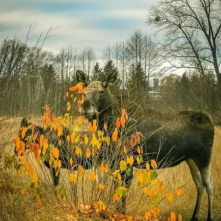 Sielsko I Zacisznie Элк