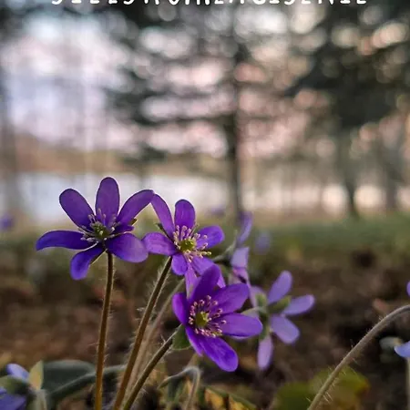 Вилла Sielsko I Zacisznie Элк